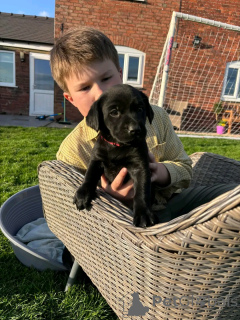 Photo №1. labrador retriever - for sale in the city of Berlin | 753$ | Announcement № 137802