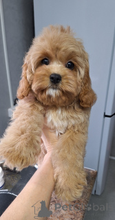 Photo №2 to announcement № 160684 for the sale of kavapu - buy in Belarus 