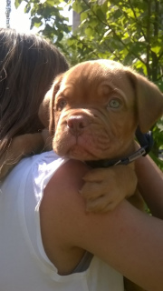 Additional photos: Dog Bordeaux puppies for sale (p.27.03.2019)