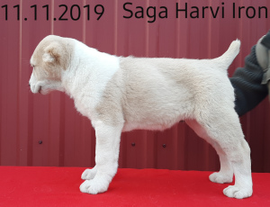 Photo №1. central asian shepherd dog - for sale in the city of Ивано-Франковск | Negotiated | Announcement № 5679