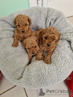 Photo №2 to announcement № 100577 for the sale of poodle (toy) - buy in Serbia breeder