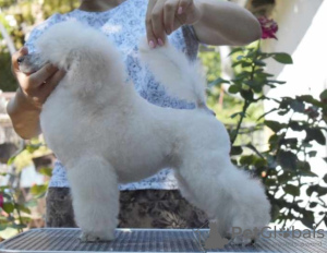 Additional photos: White Miniature Poodle puppies