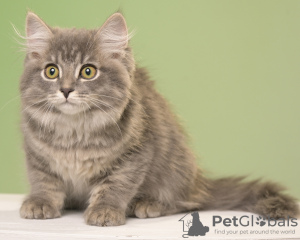Photo №4. I will sell siberian cat in the city of Североморск. from nursery - price - negotiated