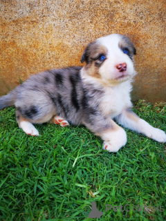 Photo №1. australian shepherd - for sale in the city of Bad Vilbel | negotiated | Announcement № 166358