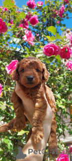 Additional photos: Toy poodle puppies