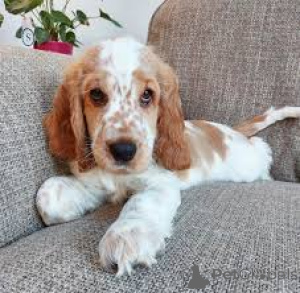 Photo №4. I will sell english cocker spaniel in the city of Rotterdam. private announcement, breeder - price - 723$