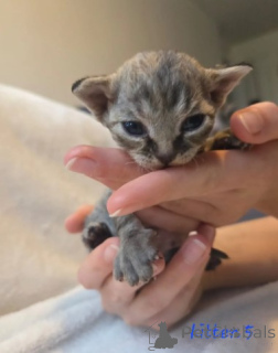 Photo №1. devon rex - for sale in the city of Munich | negotiated | Announcement № 161067