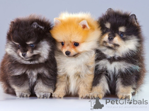 Photo №1. pomeranian - for sale in the city of Jodoigne | 424$ | Announcement № 136637