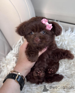 Photo №3. Dean Janet Kay puppies house. United States