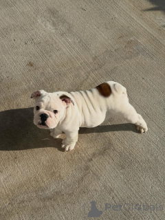 Photo №1. english bulldog - for sale in the city of Könnern | 310$ | Announcement № 173721