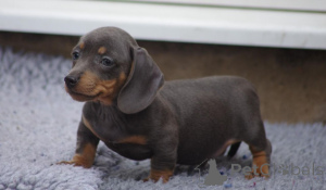 Photo №2 to announcement № 168265 for the sale of dachshund - buy in Sweden private announcement, breeder