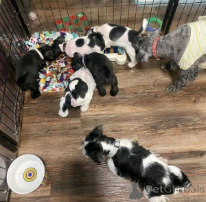 Photo №2 to announcement № 138979 for the sale of schnauzer - buy in United States private announcement, breeder