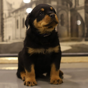 Photo №1. rottweiler - for sale in the city of Nizhny Novgorod | 268$ | Announcement № 5992