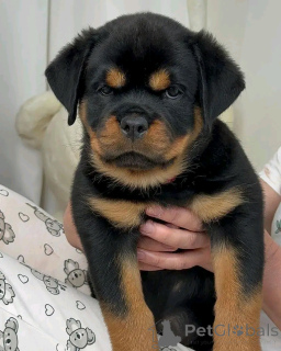 Photo №3. Rottweiler puppies for adoption. United States