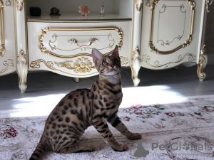 Photo №4. I will sell savannah cat in the city of Флоренция. private announcement, from nursery, breeder - price - negotiated
