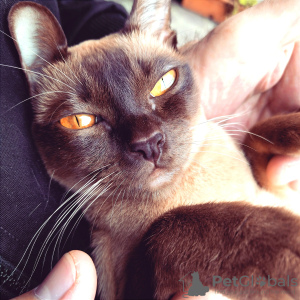 Photo №4. I will sell burmese cat in the city of Порретта-Терме. private announcement - price - negotiated