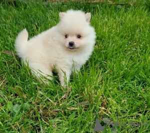 Photo №2 to announcement № 29263 for the sale of pomeranian - buy in Ukraine 