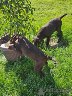 Photo №4. I will sell labrador retriever in the city of Werbass.  - price - negotiated