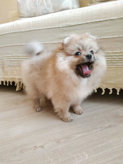 Photo №2 to announcement № 1376 for the sale of pomeranian - buy in Belarus breeder
