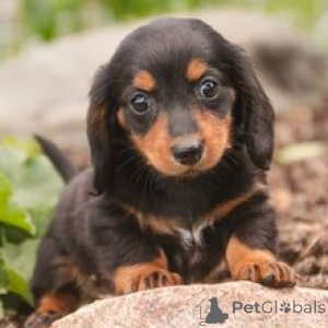 Photo №4. I will sell dachshund in the city of Berlin. private announcement - price - 723$