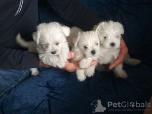 Photo №1. maltese dog - for sale in the city of Minsk | 264$ | Announcement № 43233