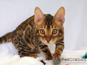 Photo №1. bengal cat - for sale in the city of Minsk | negotiated | Announcement № 9292