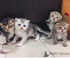 Photo №2 to announcement № 158809 for the sale of scottish fold - buy in Germany private announcement