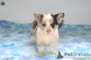 Photo №4. I will sell welsh corgi in the city of East Texas.  - price - 710$