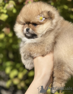 Photo №4. I will sell non-pedigree dogs in the city of Пршибрам. breeder - price - 2800$