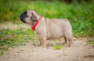 Photo №1. french bulldog - for sale in the city of Rybinsk | 1000$ | Announcement № 3531
