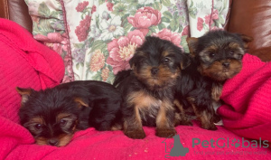 Photo №3. Yorkshire Terrier puppies for free Adoption. Germany