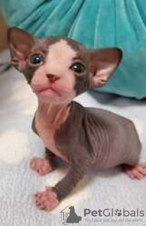 Photo №1. sphynx cat - for sale in the city of Москва | 317$ | Announcement № 117778