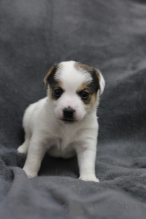 Photo №4. I will sell jack russell terrier in the city of Gomel. private announcement - price - 194$