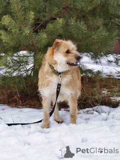 Photo №3. Cute bearded Wolf is still waiting for his man. Russian Federation