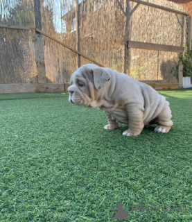 Photo №2 to announcement № 141308 for the sale of english bulldog - buy in Italy private announcement