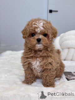 Photo №4. I will sell maltipu in the city of Victor Harbor. breeder - price - 700$