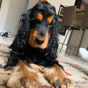 Photo №4. I will sell american cocker spaniel in the city of St. Louis.  - price - 600$