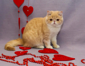 Photo №4. I will sell exotic shorthair in the city of Biysk. from nursery - price - 236$