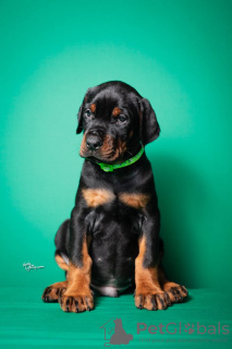 Additional photos: Doberman puppies for sale