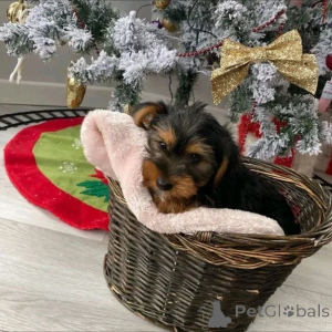 Photo №1. yorkshire terrier - for sale in the city of Helsinki | 516$ | Announcement № 163972