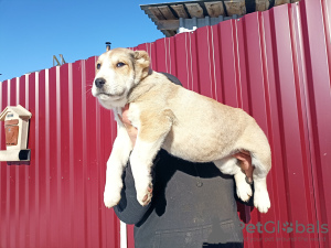 Photo №3. Puppies of SAO Alabai. France