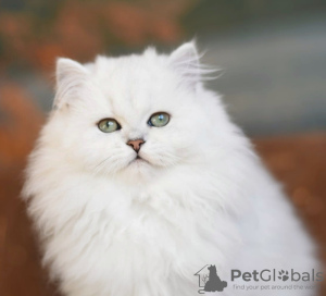 Photo №4. I will sell british shorthair in the city of Kruševac. breeder - price - 1057$