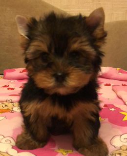 Photo №2 to announcement № 3896 for the sale of yorkshire terrier - buy in Russian Federation breeder