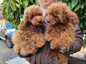 Photo №2 to announcement № 41983 for the sale of poodle (toy) - buy in Germany private announcement