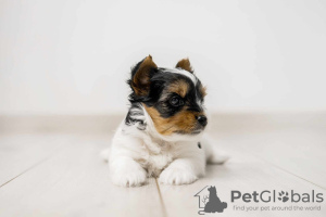 Additional photos: Yorkshire Terrier Biewer puppies