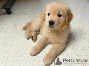 Photo №1. golden retriever - for sale in the city of Ostrava | negotiated | Announcement № 115748