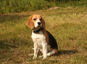 Photo №1. Mating service - breed: beagle. Price - 94$