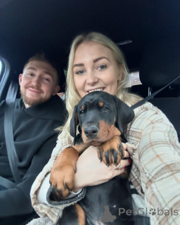 Photo №1.  - for sale in the city of Berlin | 612$ | Announcement № 140569