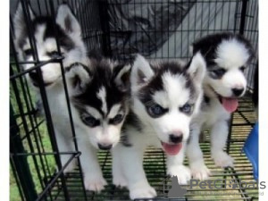 Photo №1. siberian husky - for sale in the city of Virginia Beach | 500$ | Announcement № 63491