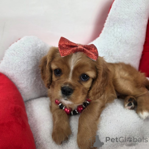 Photo №1. cavalier king charles spaniel - for sale in the city of Gruyères | negotiated | Announcement № 159135
